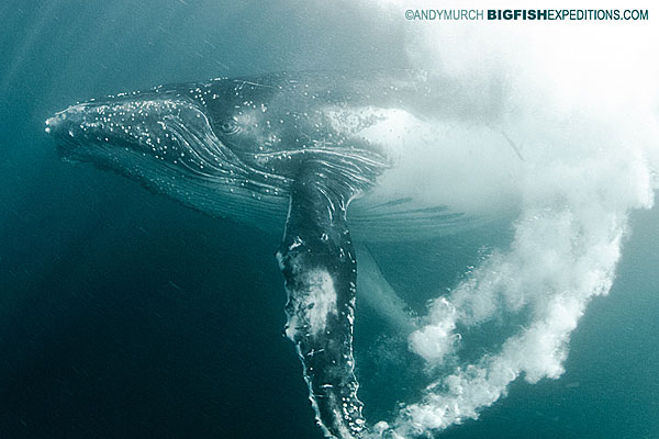 Migrating Humpback Whale in South Africa