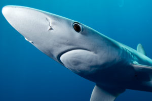 shark image