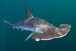 Smooth hammerhead shark