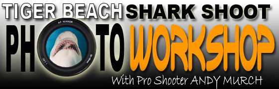 Tiger Beach Shark Photography Workshop