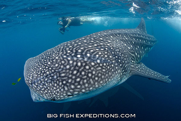 whale shark trips