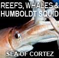 Humboldt squid diving and diving with sperm whales and fin whales.
