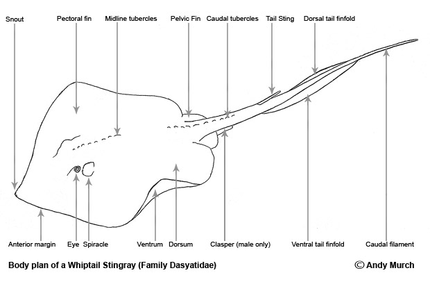 Whiptail Stingray Diagram